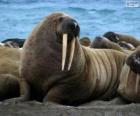 Onun uzun dişleri ile bir Mors Arctic gelen büyük bir semi-aquatic memeli